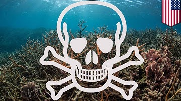 Climate change: Marine life threatened as ocean oxygen levels drop - TomoNews