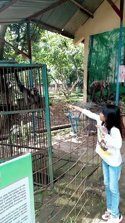 kebun binatang semarang