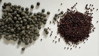 The Trick To Saving Seeds For Next Year And Years To Come