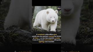 White albino giant panda