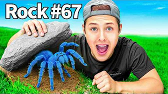 I Flipped 101 Rocks in a Forest, Here's What I Found...
