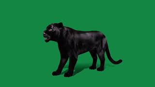 Black Jaguar by Nyilonelycompany 33 views 4 days ago 43 seconds
