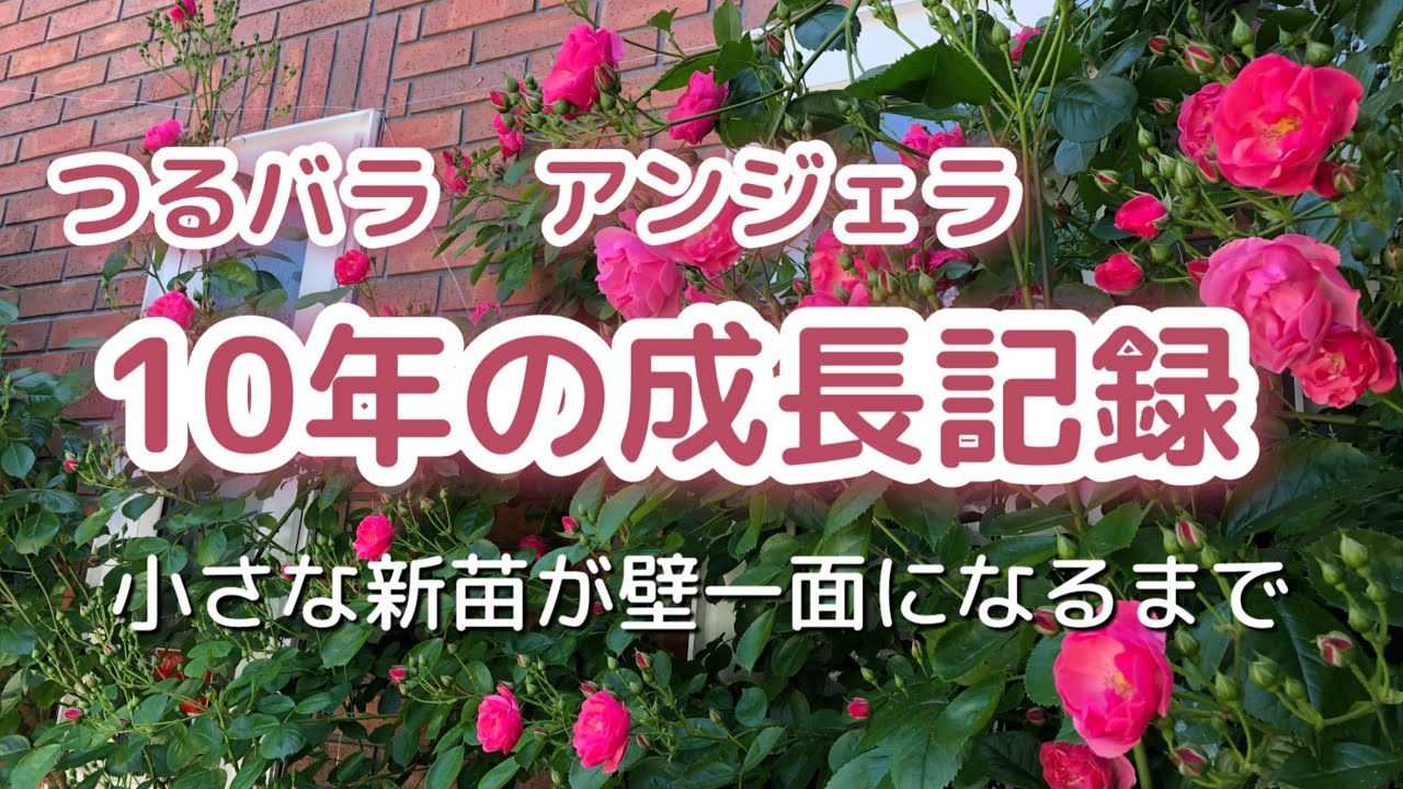 【つるバラ】アンジェラの10年間をまとめました　新苗からのアンジェラの成長スピードにびっくりです！　　なっちゃんの庭