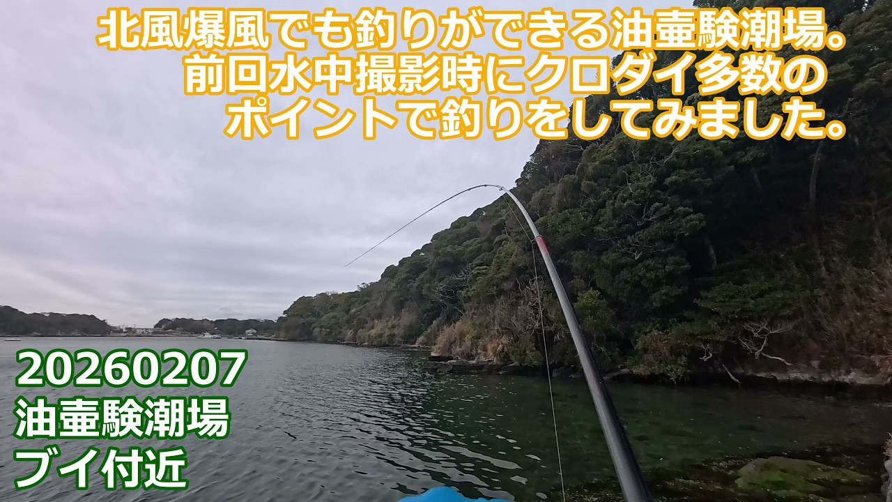 【冬の油壷験潮場】北風爆風でも釣りやすい奥まった釣り座へ…小物中心からの劇的クロダイ｜三浦半島｜2026年2月7日