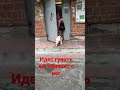 #собака #хаски #dog #funny #вмиреживотных #электрогорск #москва #питомцы