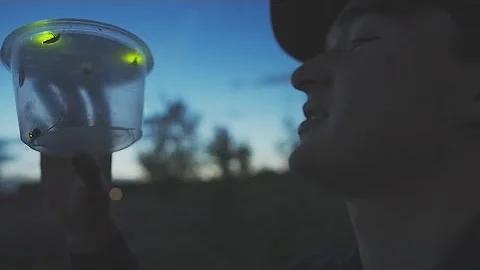 Researchers studying fireflies at northern Colorado marsh