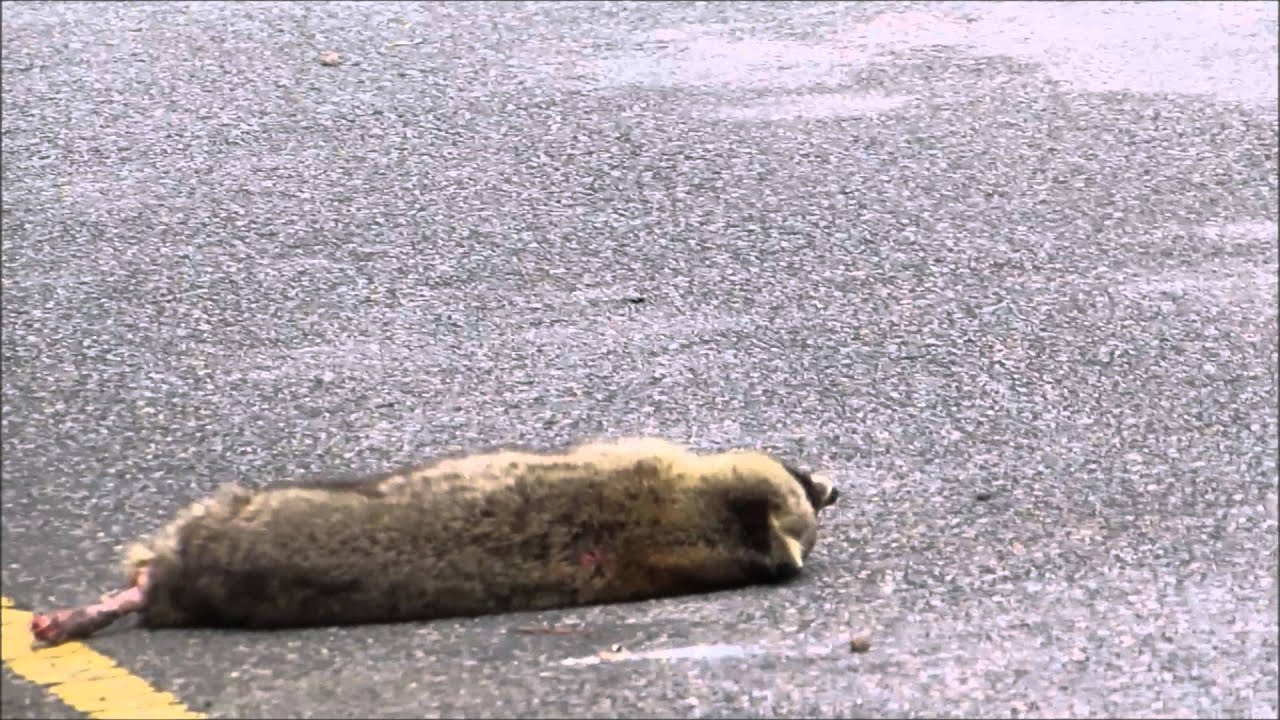 Eleven Vultures Congregate in Trees Near Dead Raccoon Bluffton Parkway