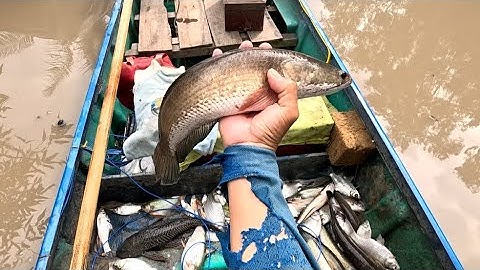 Đi con nước kém đụng cá vớt không nổi,, kích cá miền tây,, kênh htgc tập 261