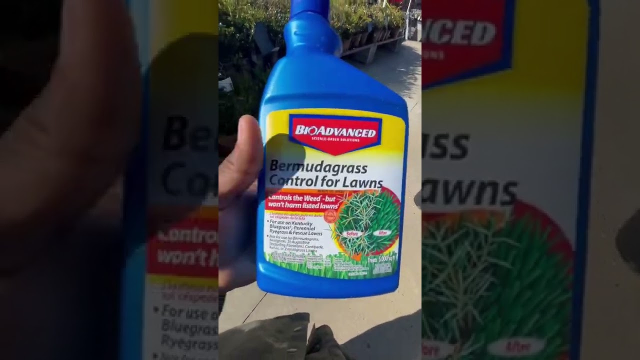 How to KILL Bermuda Grass out of Cool season Lawns. YouTube