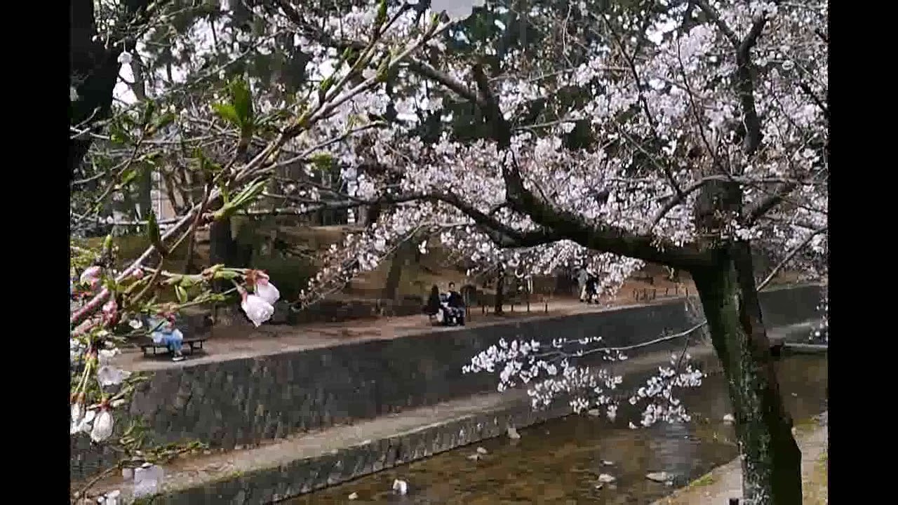 夙川公園 揭密真相