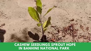 Cashew Seedlings Sprout Hope in Banhine National Park