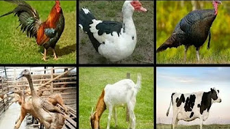 Belajar Warna Untuk Anak Mengenal Warna Dalam Bahasa Inggris