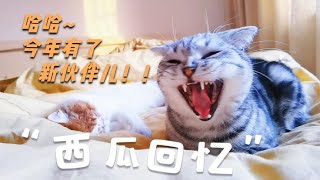 实录两只陌生猫咪相处三个月的变化从每天打架到相亲相爱感动