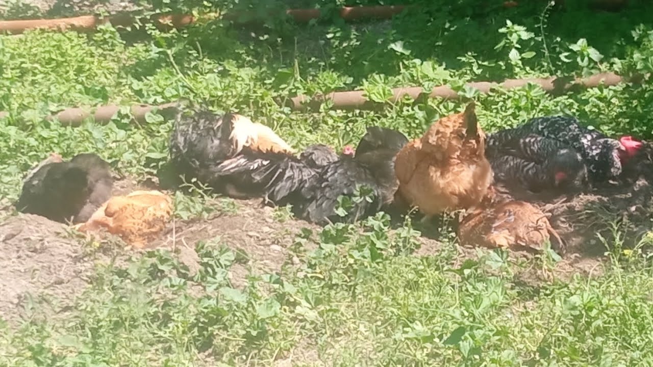 TOYUQLARDA BIT GENE VARSA NECE TEMIZLEMEK LAZIMDIR ❓