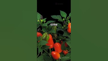 Why are my pepper plants growing but not producing fruit?