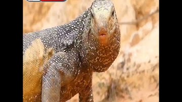 سورة القیامة بصوت القارئ مصطفی فاروق الكردي
