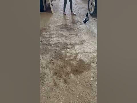 Ducking attacking Human - YouTube