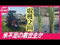 【挑戦】植え付け1回で収穫2回「再生二期作」
