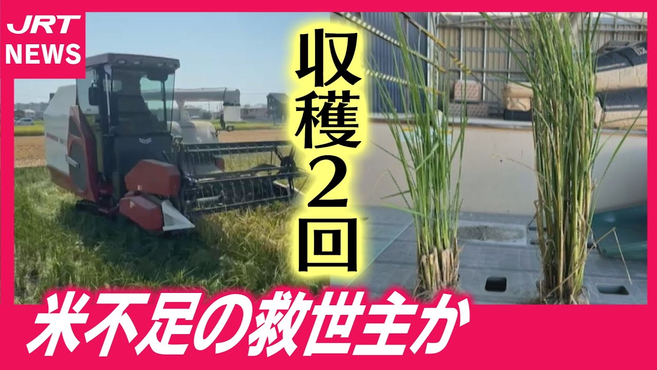 【挑戦】植え付け1回で収穫2回「再生二期作」