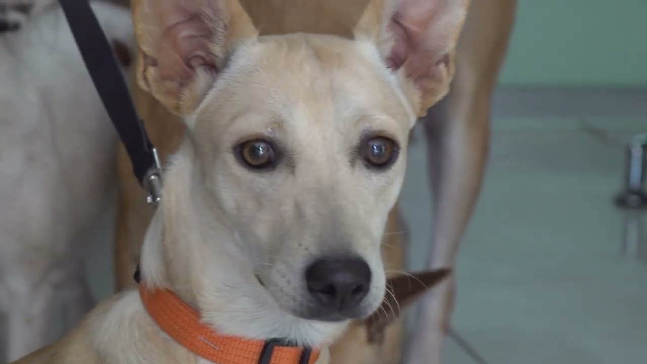 Médico Veterinario por ola de calor: Si la mascota rehúsa a moverse no hay  que obligarla, puede estar sufriendo hipertermia – Santo Tomás en Línea