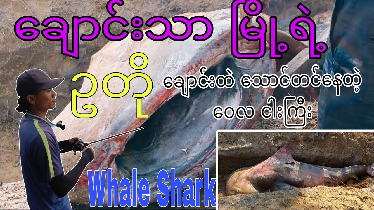 ငါးမျှား သွားနေချိန် ၊၁၆ပေ ရှိတဲ့ ဝေလငါးကြီး, 16 feet Whale Shark #fishing #vlogbykoaz