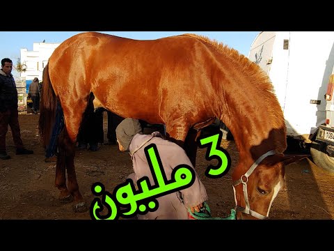 فيديو: سلالة حصان كيسو هيبوالرجينيك ، الصحة ومدى الحياة