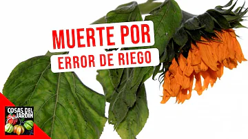 ¿Es mejor regar las plantas por la raíz?