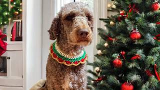 Crochet Holiday Collars for Every Pet! Quick and Easy Crochet Tutorial 🐰🐱🐶