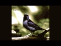 Fair T E E D Dacnis Remix mp3