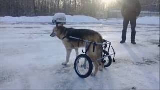 Инвалидные коляски для пожилых собак Animal Mobile Инвалидные коляски для пожилых собак Animal Mobile