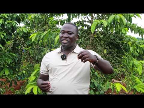 A Farmer’s Guide to Preventing Coffee Trees from Drying and Breaking Down