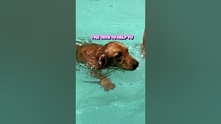 Puppy swims for the first time!