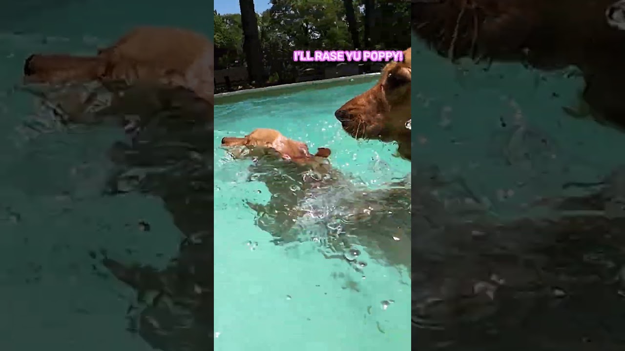 Puppy swims for the first time!