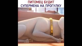 Коротко о моей собаке каждое утро 😂 #shorts #суперпитомцы