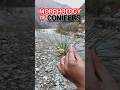 Pine tree in Himachal | Class 11th Biology | Morphology of conifers #shorts #class11 #biology