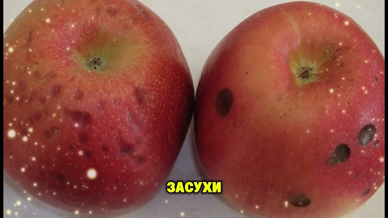 Почему на яблоках появляются горькие пятна и как этого избежать