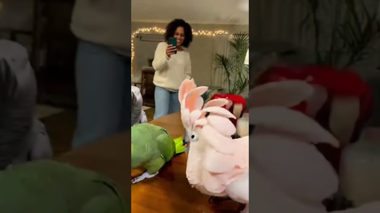 Все они страдают от танцевальной лихорадки.