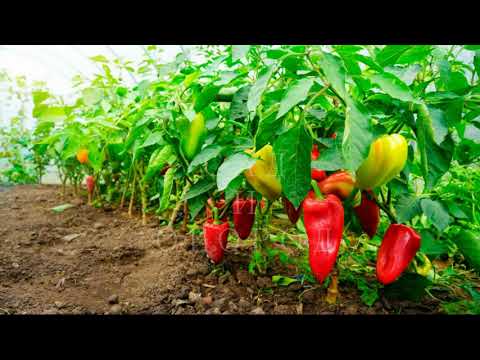 Video: Top Dressing Of Pepper In The Ground