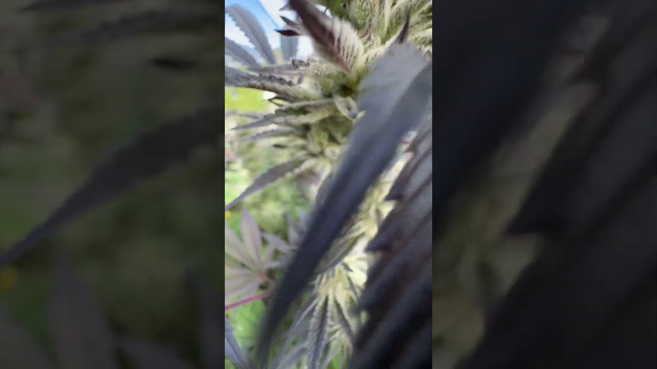 Tr!chBeast on day 49 flower 🌺 bred by Solfire Gardens