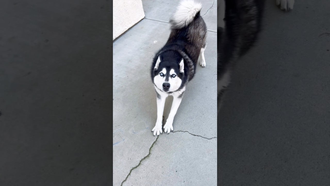 Husky play is energetic vocal and often rough involving lots of running 