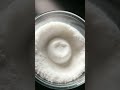 Everyday Science Adventures in a Home Kitchen