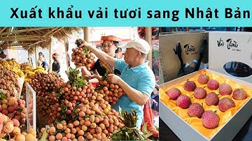 Vải thiều lục ngạn 2020 - Khẩn trương chuẩn bị các thủ tục xuất khẩu vải tươi sang Nhật Bản