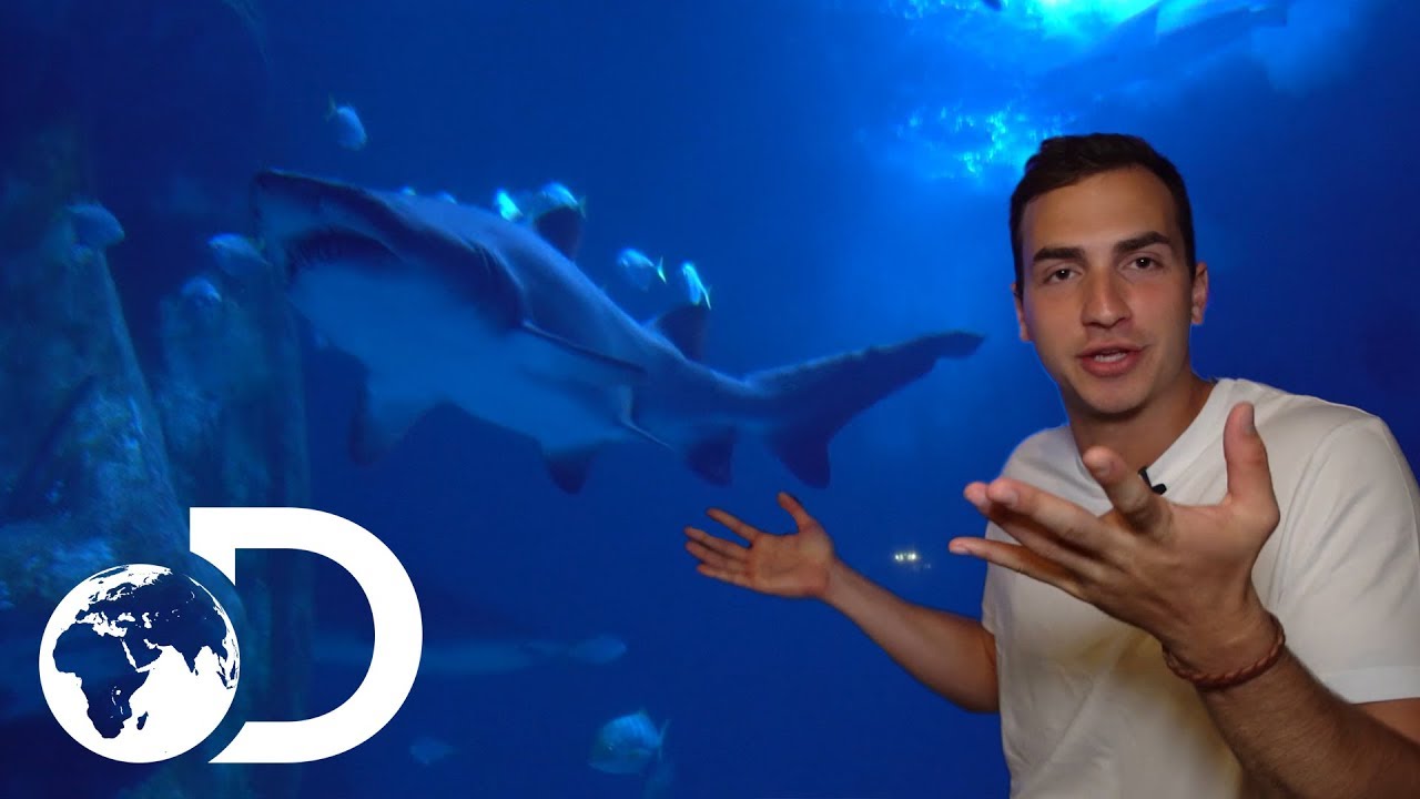 The Ocean Tank | Shark Week 2017 | INFO BITES