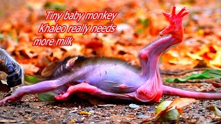 Tiny baby monkey Khaleo has no enough milk from young mom | Cute Wildlife Park