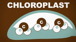 FOREST FAST BREAK: Photosynthesis