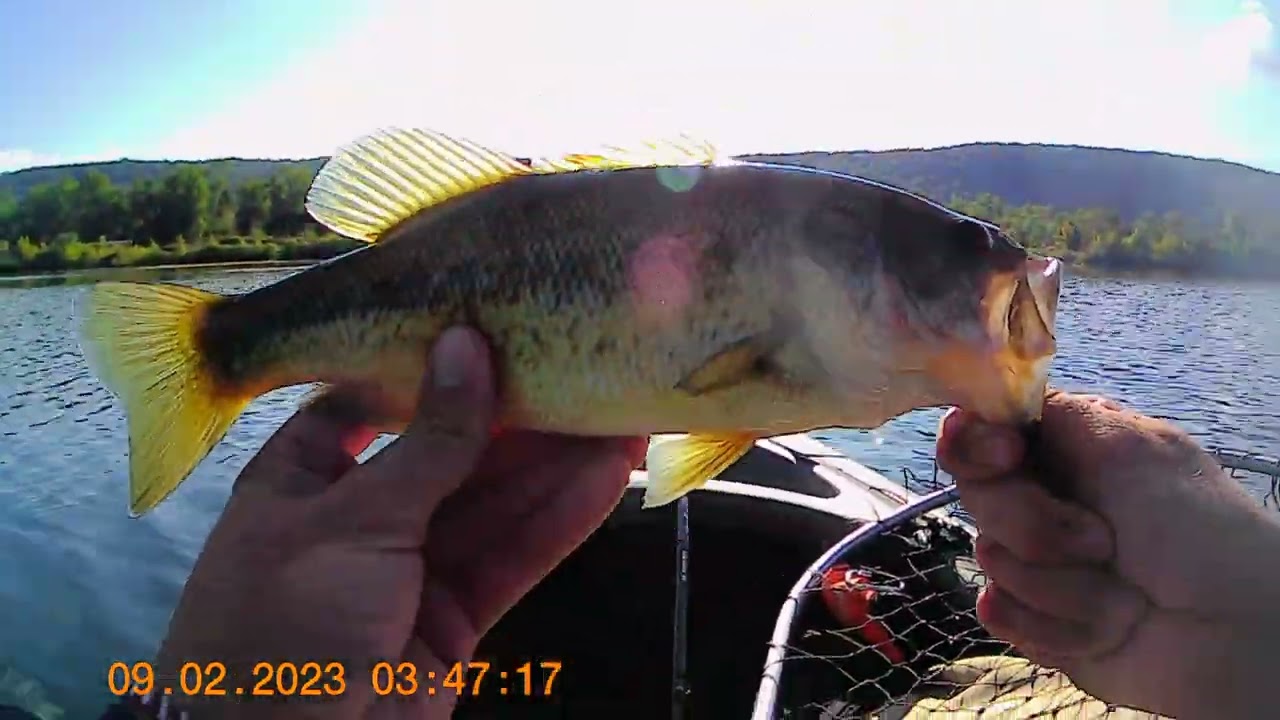 Dark Sleeper Largemouth Fishing