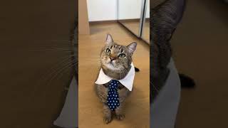Mimis spiritueller Finanztipp ⭐️ #katzenvideos #süßekatze #katze ￼