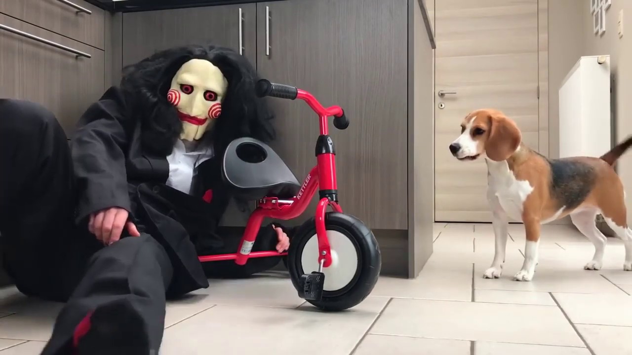 Beagle Dogs vs Jigsaw Prank: Hilarious Reactions You Have to See