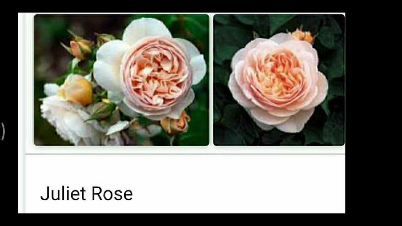 Most expensive rose in this world. fact YouTube