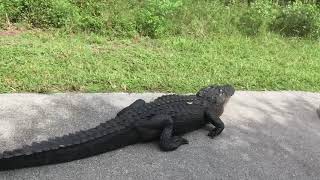Meeting a Nearly 10' Alligator on Bike Trail || ViralHog